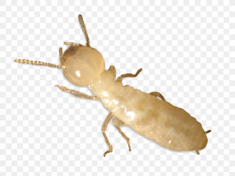 Eastern Subterranean Termite Ant Pest Control, PNG, 830x622px, Eastern Subterranean Termite, Ant, Arthropod, Colony, Eusociality Download Free