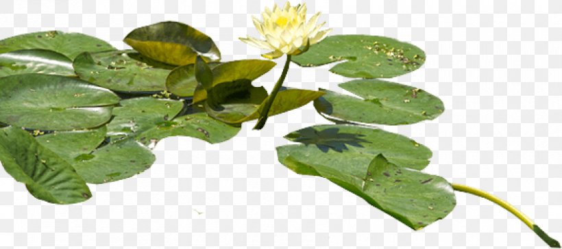 Water Lilies Clip Art Adobe Photoshop Psd, PNG, 850x378px, Water Lilies, Flower, Flowering Plant, Herb, Leaf Download Free