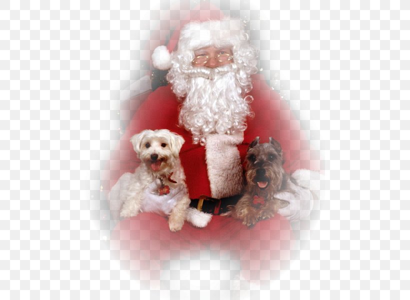 Santa Claus Schnoodle Garage Duval Peillon Père Noël Christmas, PNG, 480x600px, Santa Claus, Carnivoran, Child, Christmas, Christmas Decoration Download Free