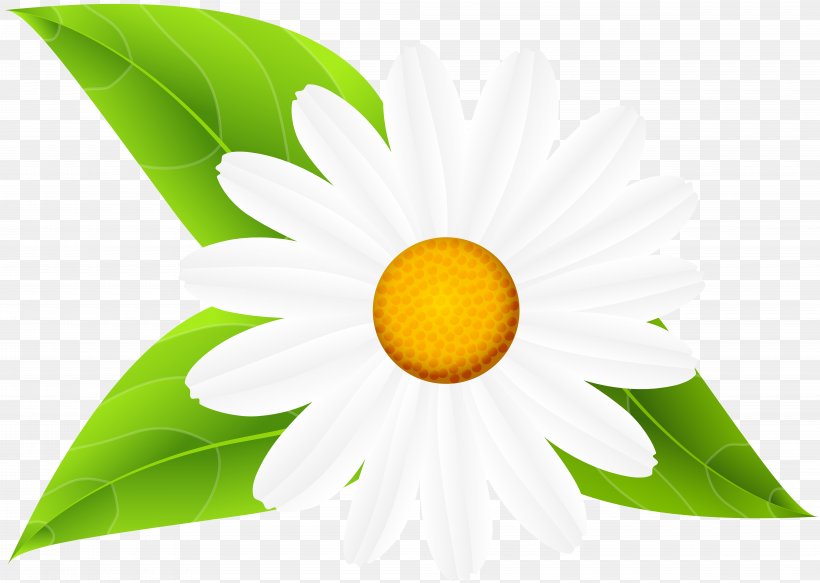 Sunflower M, PNG, 8000x5693px, Sunflower M, Daisy, Daisy Family, Flower, Flowering Plant Download Free