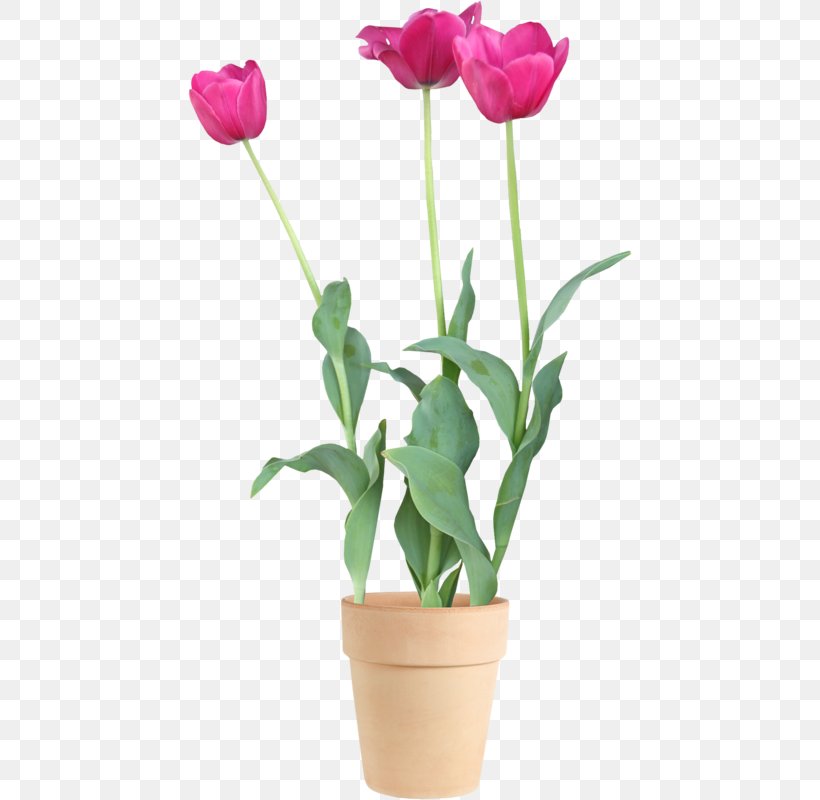 Tulip Floristry Cut Flowers Flowerpot, PNG, 444x800px, Tulip, Artificial Flower, Bud, Cut Flowers, Family Download Free