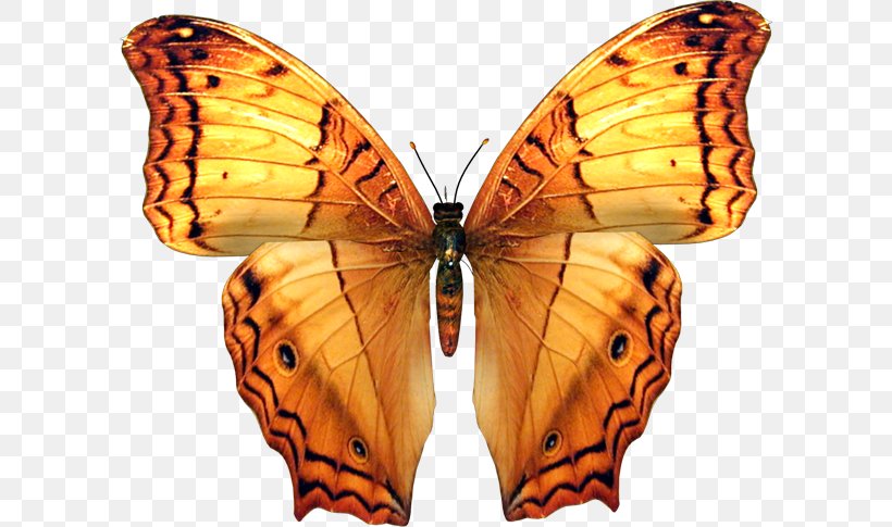 Butterfly Insect Animation, PNG, 600x485px, Butterfly, Animation, Arthropod, Brush Footed Butterfly, Butterflies And Moths Download Free