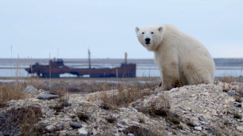 Churchill Polar Bear Arctic Fox, PNG, 1400x788px, Churchill, Animal, Arctic, Arctic Fox, Bbc Download Free
