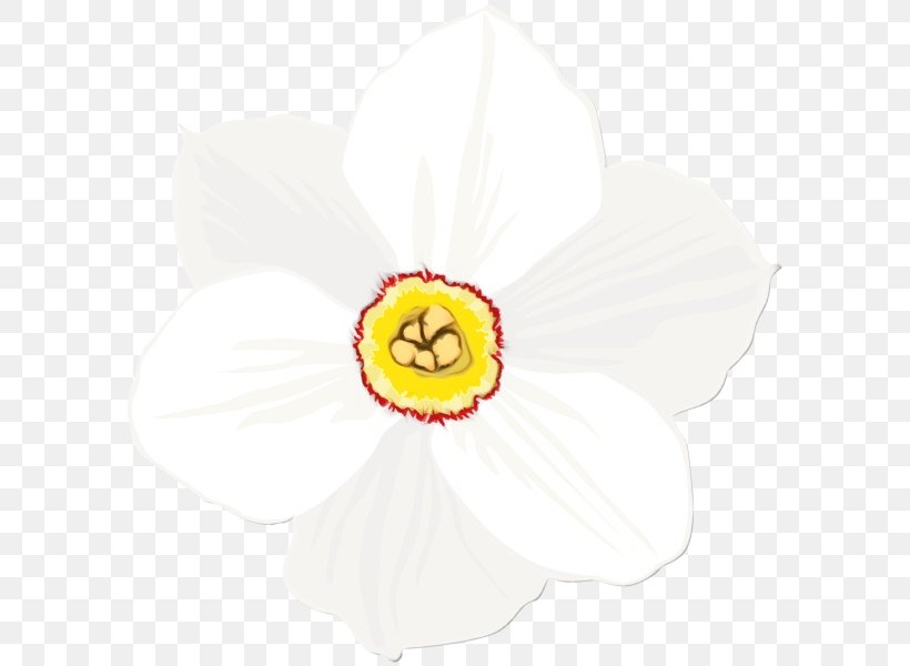 White Petal Flower Yellow Plant, PNG, 597x600px, Watercolor, Amaryllis Family, Flower, Narcissus, Paint Download Free