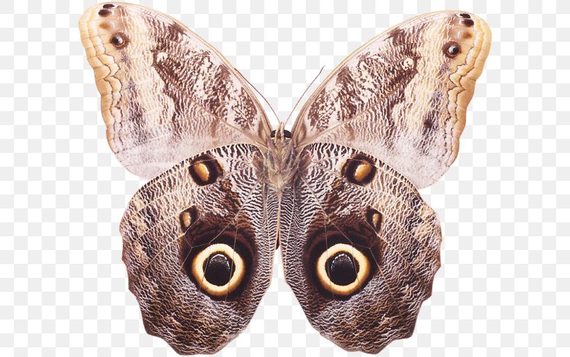 Brush-footed Butterflies Butterfly Moth, PNG, 600x514px, Brushfooted Butterflies, Animal, Art, Art Museum, Arthropod Download Free