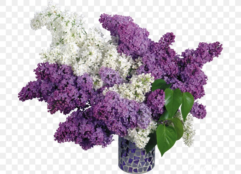 Common Lilac Flower Desktop Wallpaper, PNG, 700x592px, Lilac, Blue, Blue Rose, Color, Common Lilac Download Free