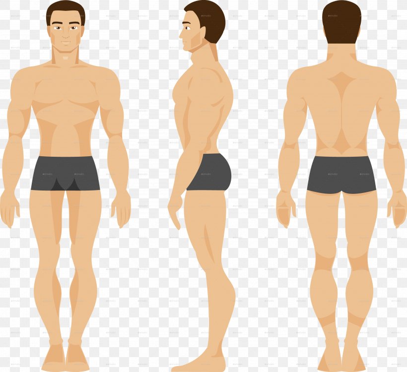 Human Body Vector Graphics Anatomy Illustration Male, PNG