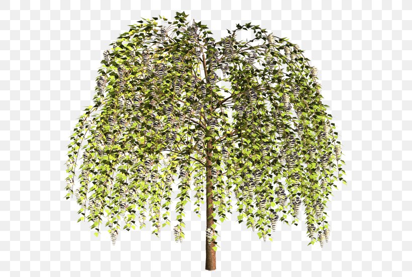 Plant Stem Shrub Branching, PNG, 600x552px, Plant Stem, Branch, Branching, Plant, Shrub Download Free
