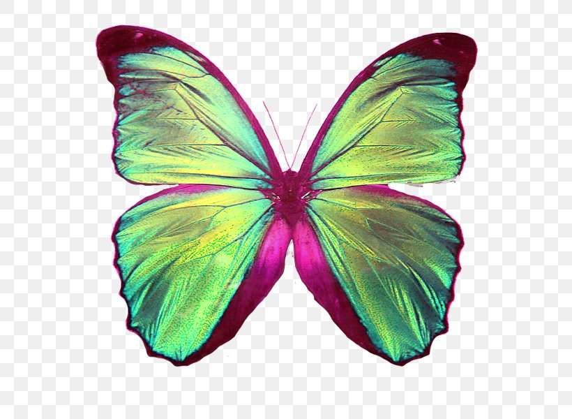 Strawberry Perl Integrated Development Environment CPAN Perl 6, PNG, 663x600px, Perl, Brush Footed Butterfly, Butterfly, Catalyst, Code Refactoring Download Free