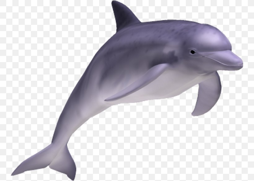 Striped Dolphin Common Bottlenose Dolphin Short-beaked Common Dolphin Rough-toothed Dolphin Tucuxi, PNG, 750x583px, Striped Dolphin, Bottlenose Dolphin, Can Stock Photo, Common Bottlenose Dolphin, Dolphin Download Free