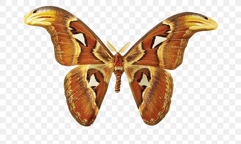 Butterfly Bombycidae Moth Attacus Atlas Mariposas (Butterflies), PNG, 700x492px, Butterfly, Arthropod, Attacus, Attacus Atlas, Bombycidae Download Free