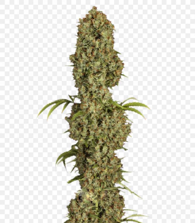 Cannabis Seed Cultivar Kush Grow Shop, PNG, 1400x1600px, Cannabis, Cannabidiol, Cultivar, Dutch, Euphoria Download Free