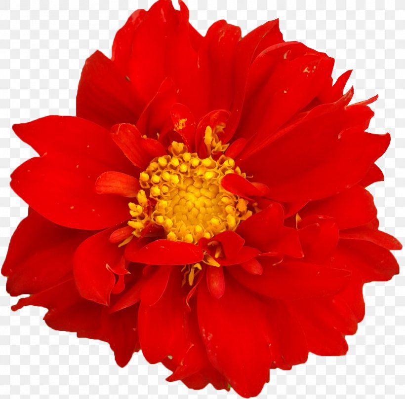 Chrysanthemum Cut Flowers Orange S.A. Family M Invest D.o.o., PNG, 962x950px, Chrysanthemum, Annual Plant, Chrysanths, Cut Flowers, Daisy Family Download Free
