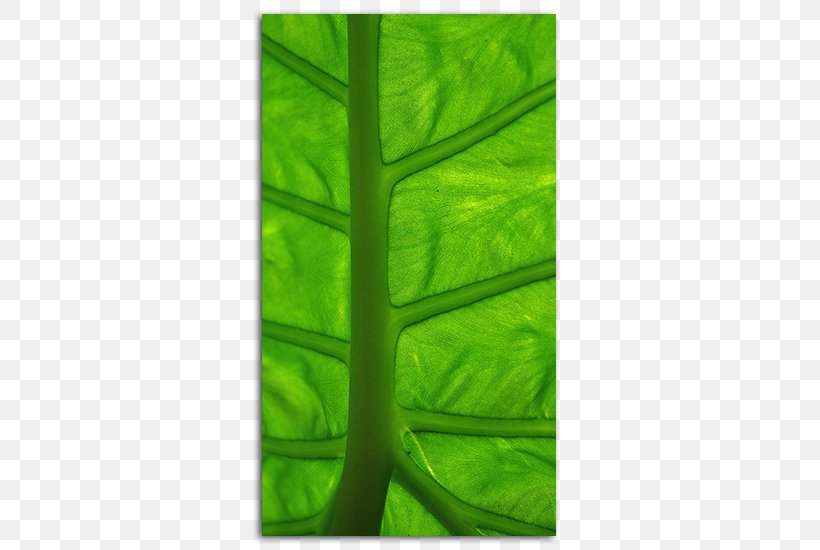 Desktop Wallpaper Green Leaf High-definition Television Mobile Phones, PNG, 485x550px, 4k Resolution, Green, Color, Display Resolution, Grass Download Free