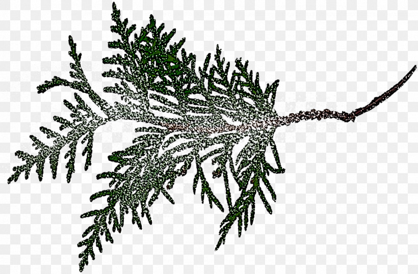 Fern, PNG, 1522x1000px, Shortleaf Black Spruce, American Larch, Branch, Colorado Spruce, Conifer Download Free