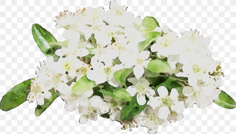 Floral Design Cut Flowers Flower Bouquet, PNG, 1696x969px, Floral Design, Blossom, Bouquet, Branching, Cut Flowers Download Free