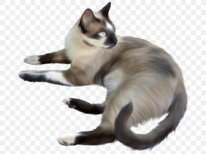 Balinese Cat Siamese Cat Thai Cat Snowshoe Cat Devon Rex, PNG, 700x613px, Balinese Cat, Animal, Balinese, Birman, British Shorthair Download Free