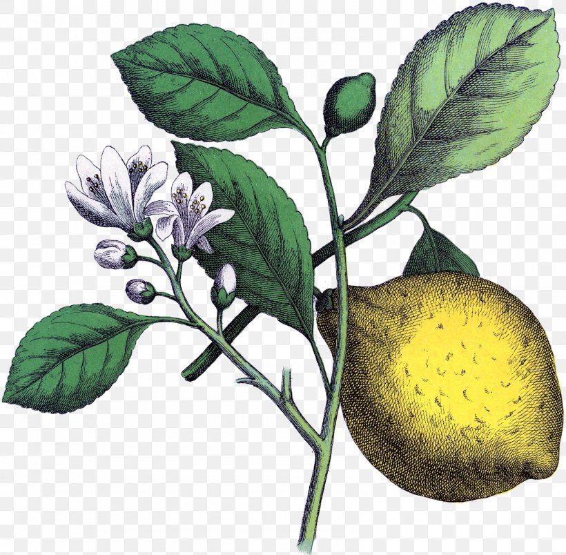 Lemon Botanical Illustration Botany Art, PNG, 1600x1569px, Lemon, Art, Botanical Illustration, Botany, Branch Download Free