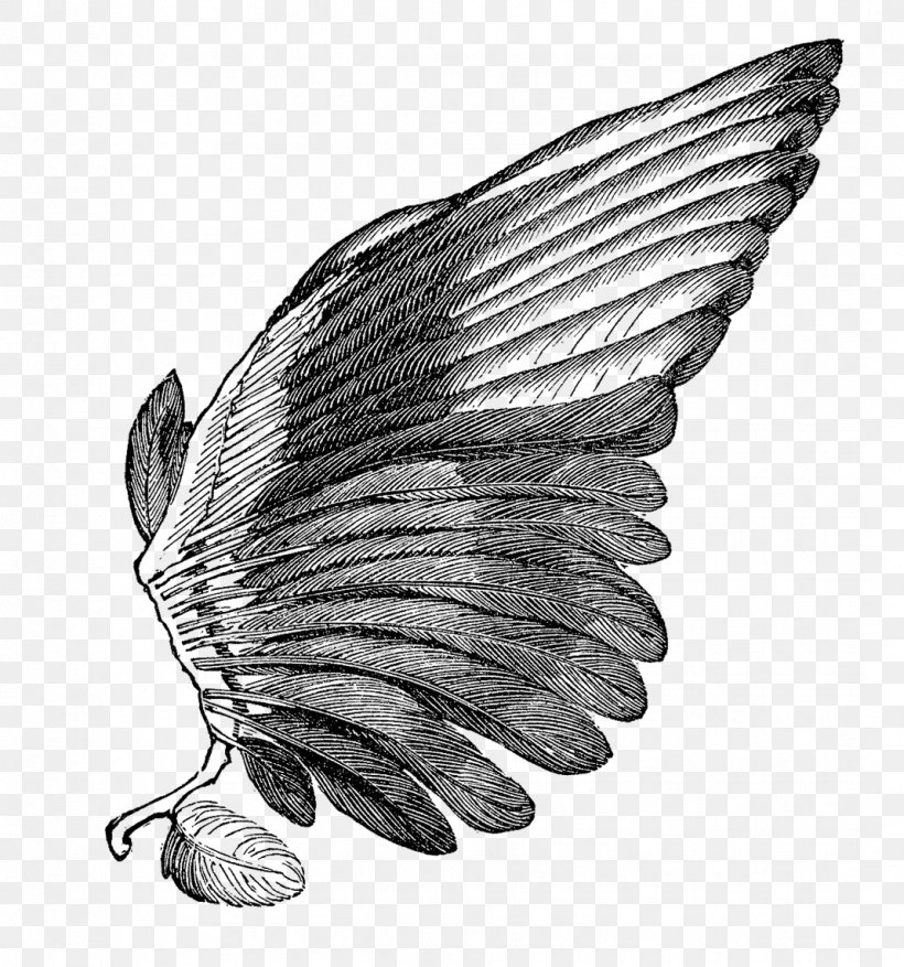 Birdwing Birdwing Clip Art, PNG, 1069x1144px, Bird, Angel Wing, Beak, Bird Of Prey, Birdwing Download Free