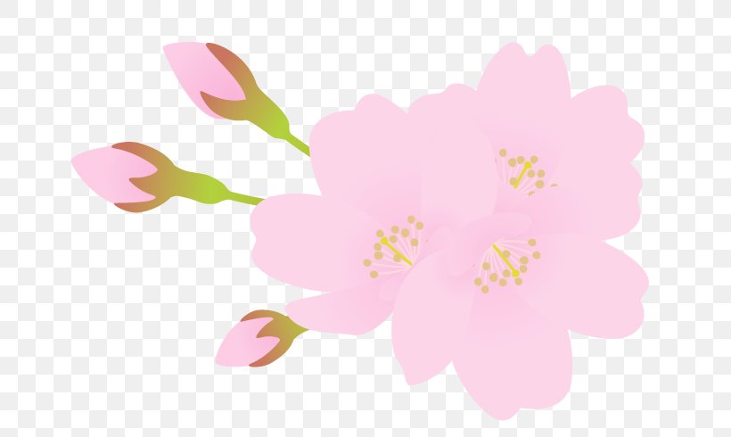 Mallows Floral Design Flower Petal Blossom, PNG, 700x490px, Mallows, Blossom, Cherry, Cherry Blossom, Floral Design Download Free