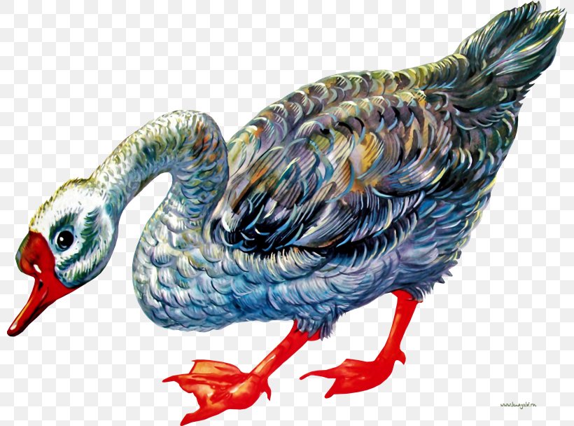 Duck Grey Geese English Английский язык с картинками Clip Art, PNG, 800x608px, 2017, Duck, Animal, Beak, Bird Download Free