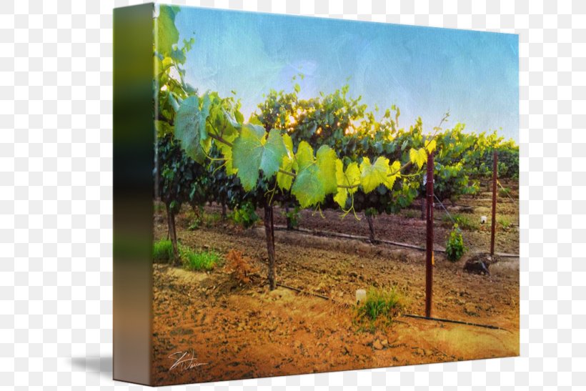 Painting Landscape Agriculture Tree, PNG, 650x547px, Painting, Agriculture, Grapevine Family, Landscape, Tree Download Free