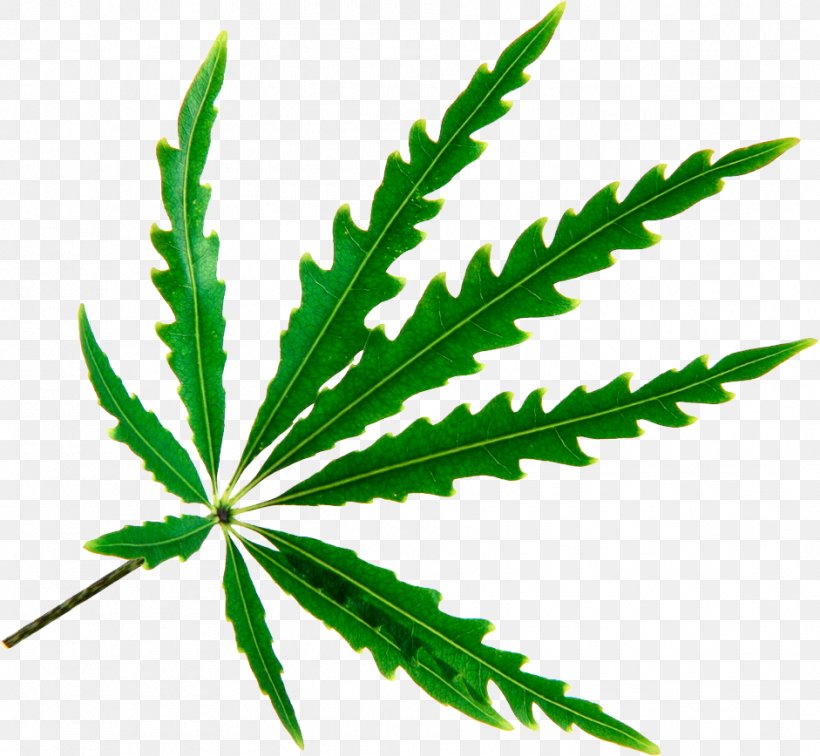 Spikenard Leaf Cannabis Plerandra Elegantissima Photography, PNG, 941x868px, Spikenard, Araliaceae, Cannabis, Food, Getty Images Download Free