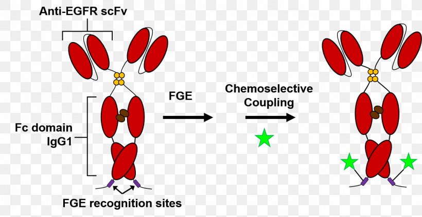 Antibody-drug Conjugate Chemical Modification Protein Molecular Biotechnology, PNG, 1367x706px, Watercolor, Cartoon, Flower, Frame, Heart Download Free