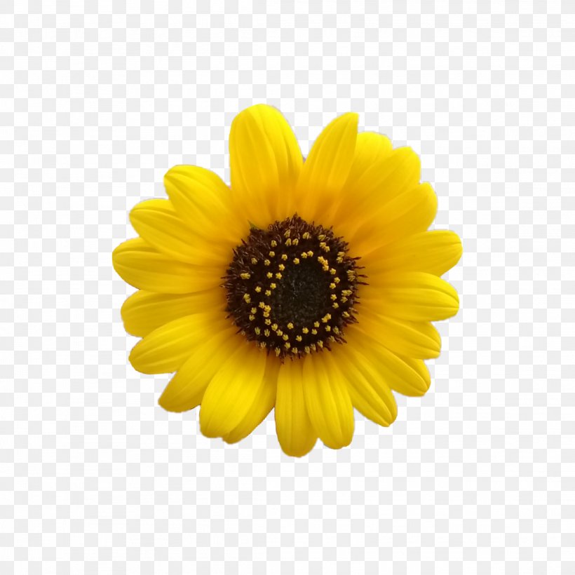 Common Sunflower Image T-shirt, PNG, 2289x2289px, 2018, Common Sunflower, Annual Plant, Art, Asterales Download Free