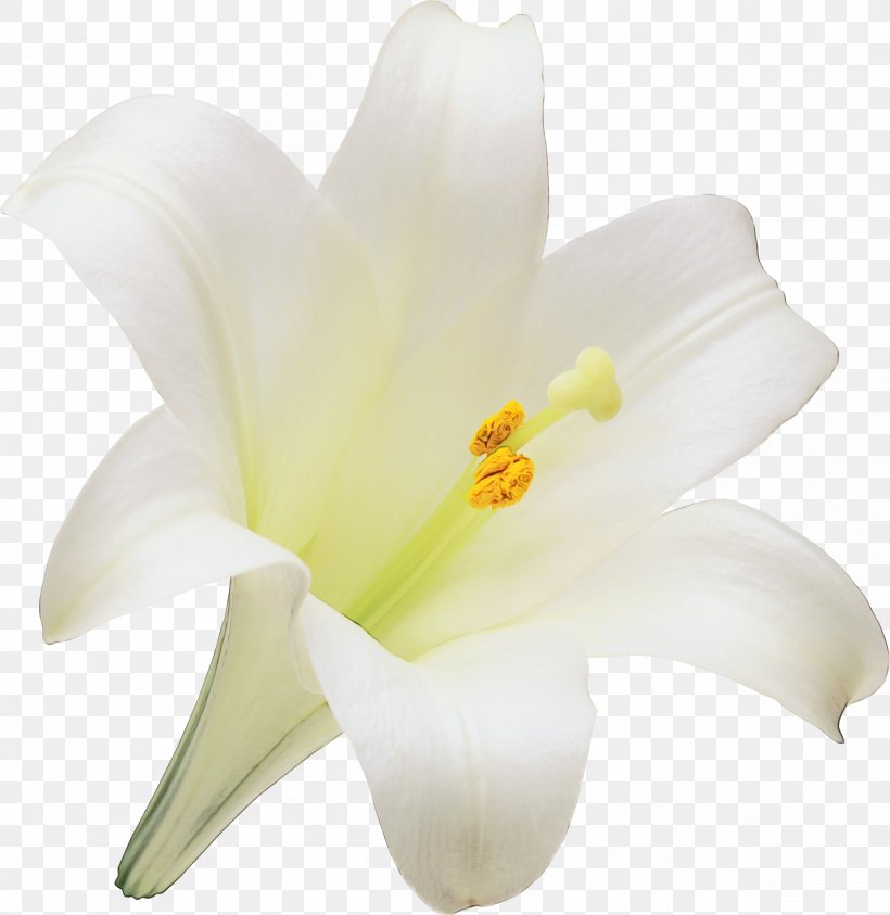 Easter Lily Background, PNG, 2518x2591px, Watercolor, Amaryllis Belladonna, Amaryllis Family, Cut Flowers, Daylily Download Free