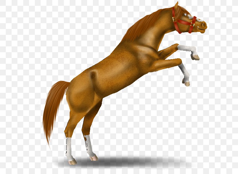Mane Mustang Stallion Foal Pony, PNG, 700x600px, Mane, Bridle, Florida Kraze Krush Soccer Club, Foal, Halter Download Free