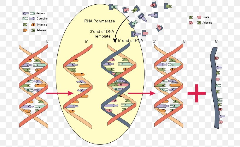 RNA Polymerase DNA Biochemistry, PNG, 725x505px, Rna Polymerase, Adenine, Area, Biochemistry, Diagram Download Free