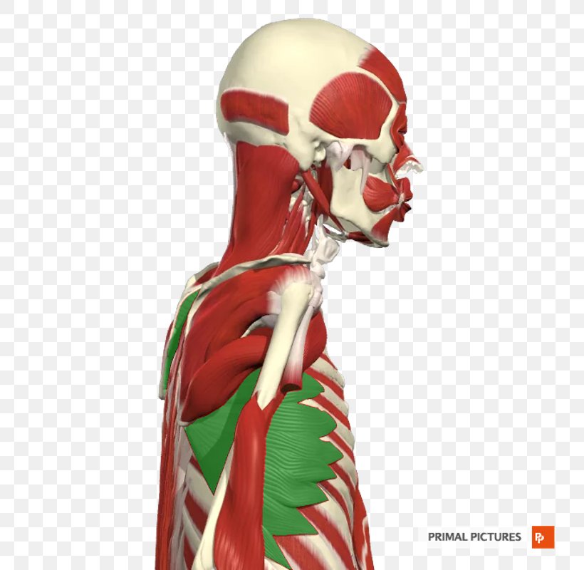 Shoulder Skeleton, PNG, 800x800px, Shoulder, Joint, Muscle, Neck, Skeleton Download Free