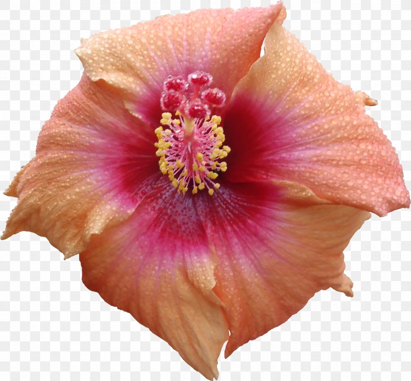 Flower Hibiscus Texture Mapping 3D Computer Graphics, PNG, 2532x2346px, 3d Computer Graphics, Flower, Flowering Plant, Herbaceous Plant, Hibiscus Download Free
