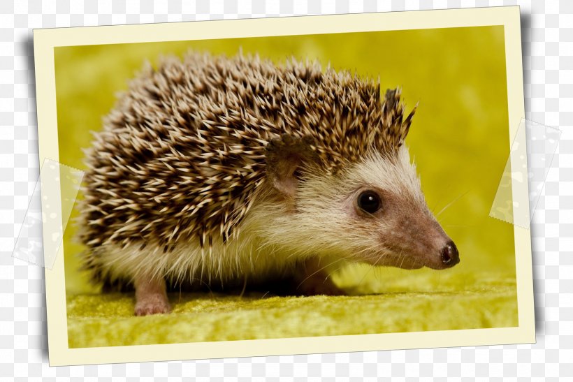 Hedgehog Desktop Wallpaper Cat Animal Tiggywinkles, PNG, 1594x1065px, Hedgehog, Animal, Caracal, Carpet, Cat Download Free