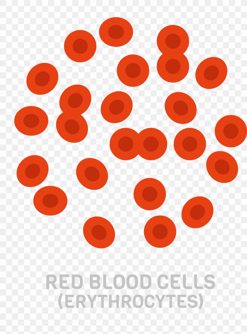 Red Blood Cell Number, PNG, 1658x2242px, Red Blood Cell, Blood Cell, Cell, Health, Immune System Download Free