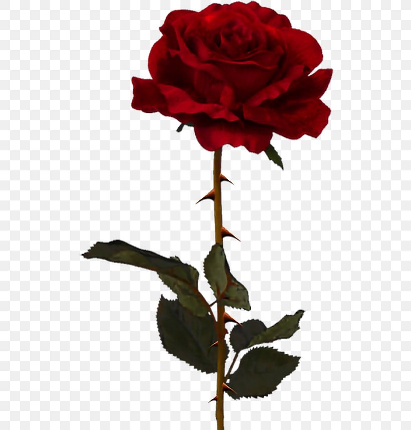 Rose Clip Art, PNG, 510x858px, Rose, Black Rose, Carnation, Cut Flowers, Document Download Free