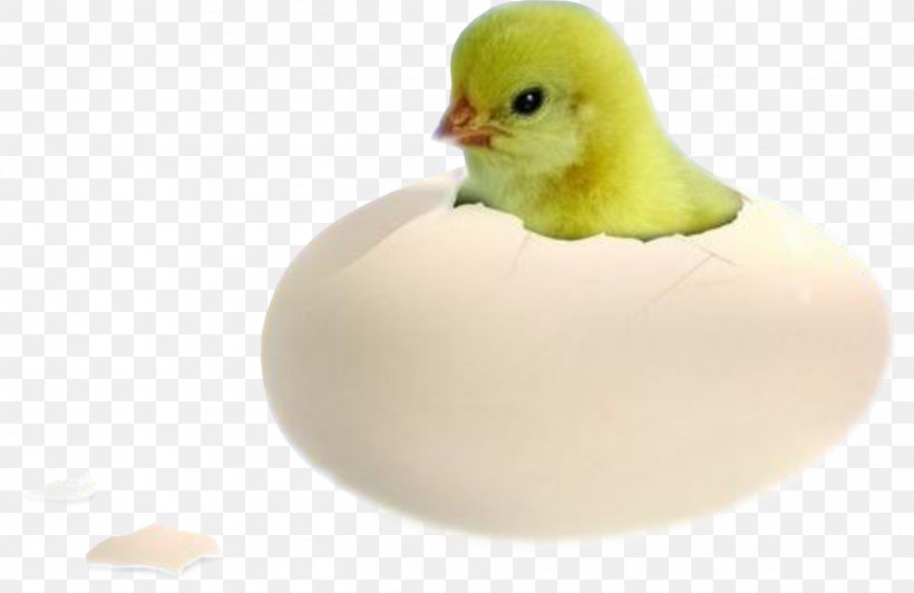 Chicken Duck Bird Egg Incubation, PNG, 1357x882px, Chicken, Animal, Beak, Bird, Chicken Egg Download Free
