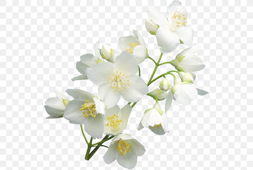Cut Flowers Petal, PNG, 538x550px, Flower, Blossom, Branch, Cut Flowers, Eleonorikeu Download Free