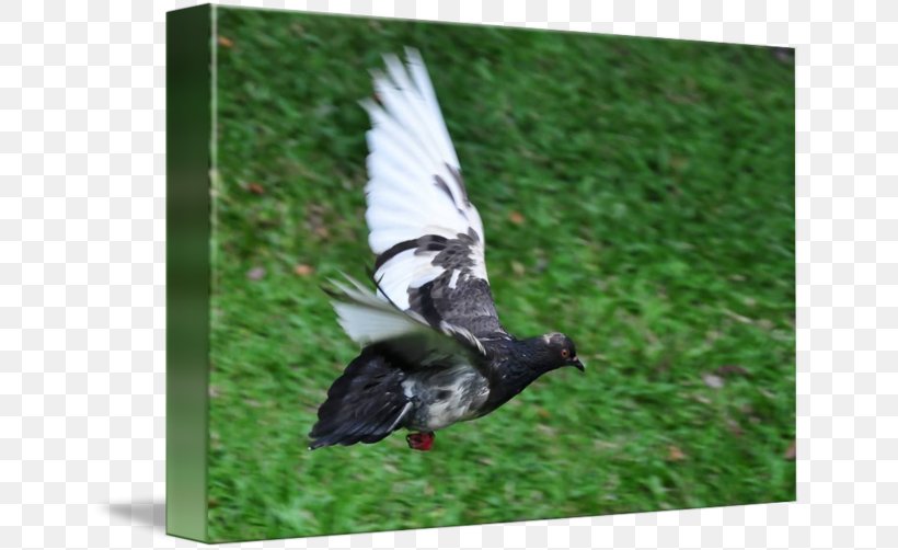 Duck Goose Feather Beak, PNG, 650x502px, Duck, Beak, Bird, Ducks Geese And Swans, Fauna Download Free