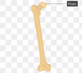 Medial Condyle Of Femur Images Medial Condyle Of Femur Transparent Png Free Download