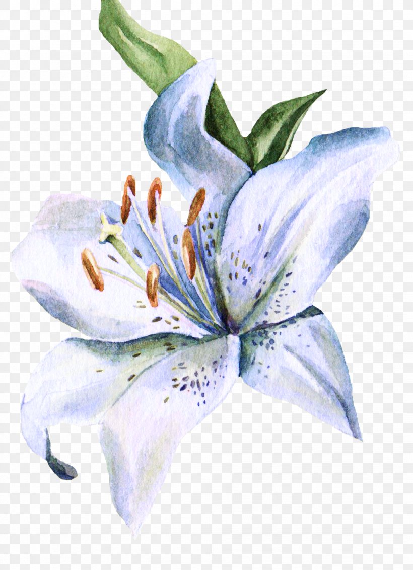 Lilium Watercolor Painting Watercolour Flowers Ink Wash Painting, PNG, 1027x1419px, Lilium, Drawing, Flower, Flowering Plant, Ink Brush Download Free