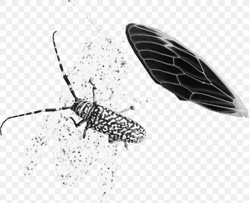Net-winged Insects Butterfly Pollinator, PNG, 1072x875px, Insect, Arthropod, Black And White, Butterflies And Moths, Butterfly Download Free