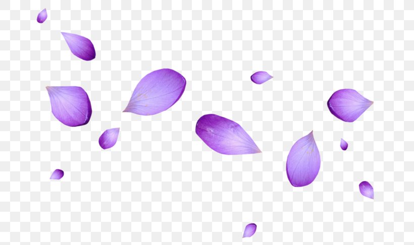 Petal Flower Purple Image, PNG, 700x486px, Petal, Blue, Blue Rose, Color, Flower Download Free