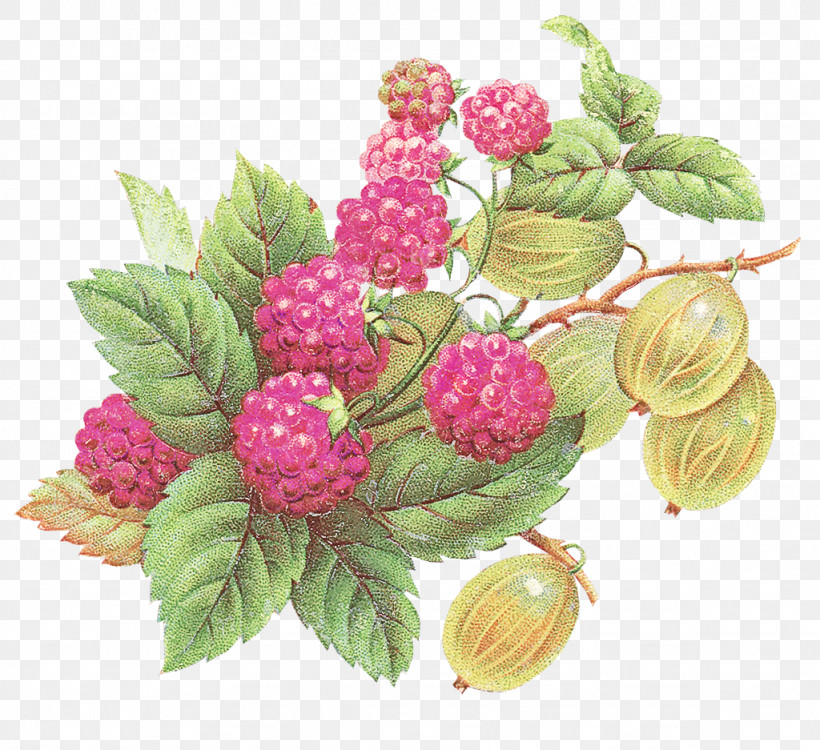 Berry Raspberry Plant Loganberry Rubus, PNG, 1024x937px, Berry, Blackberry, Bramble, Flower, Food Download Free