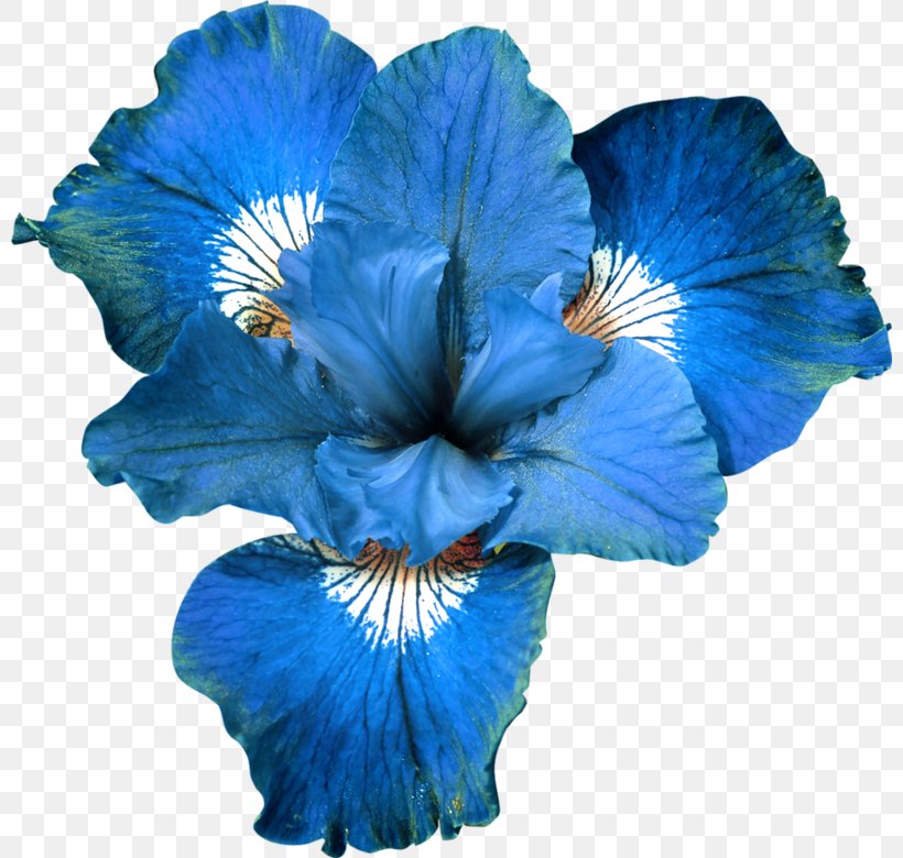 Blue Flower Garden Roses Clip Art, PNG, 800x780px, Blue, Color, Cut Flowers, Depositfiles, Flower Download Free