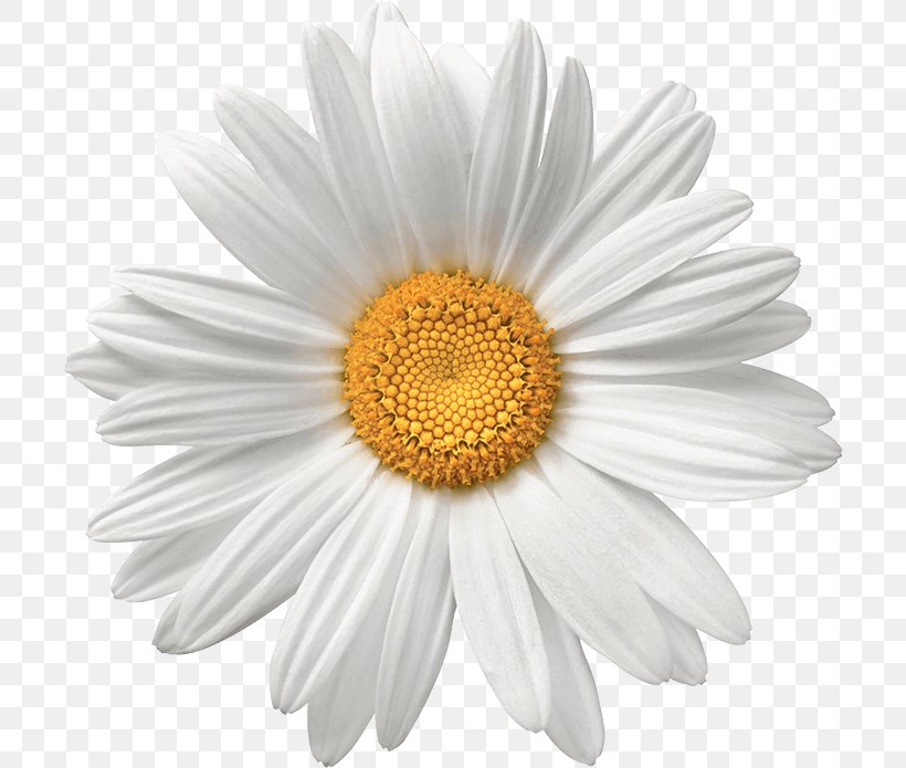 Common Daisy Flower White Stock Photography, PNG, 706x695px, Common Daisy, Aster, Chamaemelum Nobile, Chamomile, Chrysanths Download Free