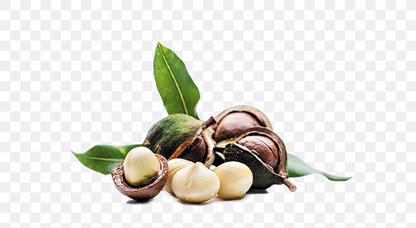 Macadamia Oil Nut Almond, PNG, 600x450px, Macadamia, Almond, Cashew, Commodity, Dried Fruit Download Free