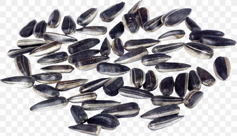 Sunflower Seed Common Sunflower Sowing, PNG, 2887x1665px, Sunflower Seed, Common Sunflower, Germination, Grasses, Jewelry Making Download Free