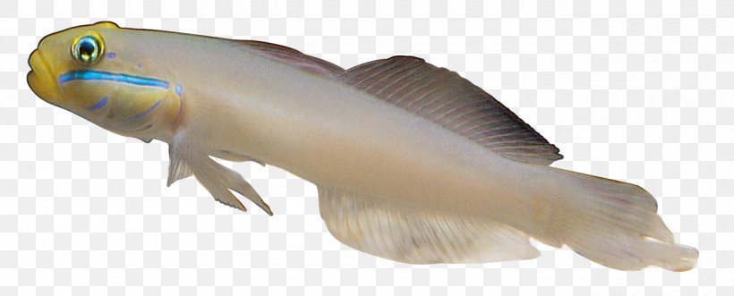 Carassius Auratus Fish Sea, PNG, 1280x518px, Carassius Auratus, Amphibian, Deep Sea Fish, Fauna, Fish Download Free